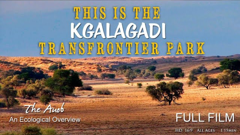 Kgalagadi Transfrontier Park: Where Wilderness Roams Free.